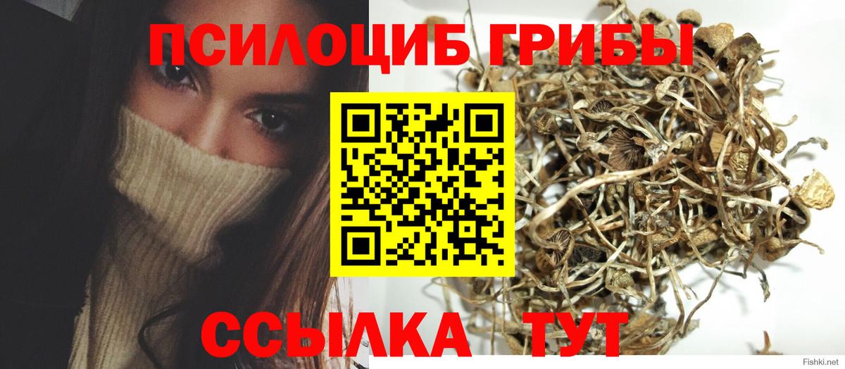 Северобайкальск  Псилоцибиновые грибы прущие грибы  Вход с VPN 